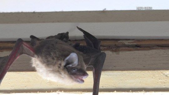 What You Should Know About Bats and Rabies