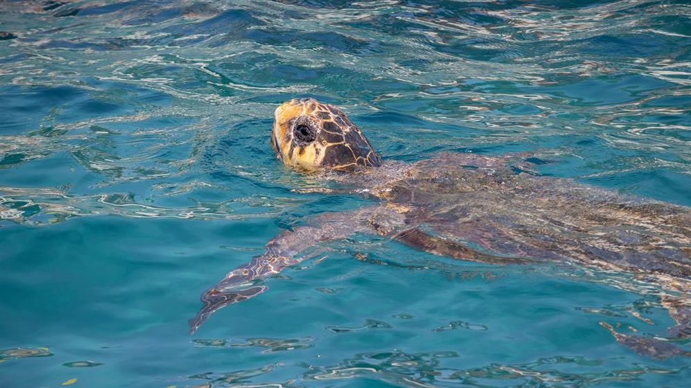Loggerhead turtle in the Bay of Laganas at Zakynthos Marine Park on August 10, 2022 in Zakinthos, Greece.
