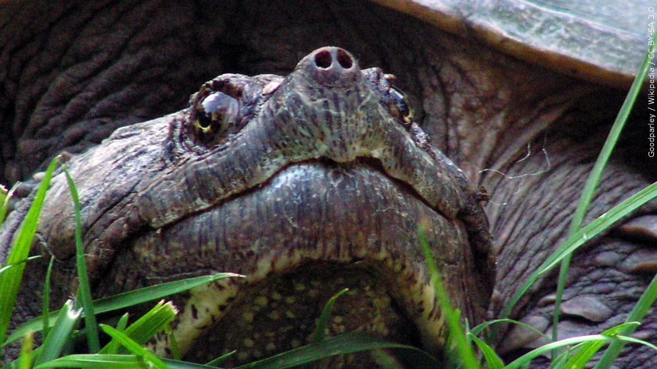 Giant Snapping Turtle Dubbed 'Chonkosaurus' Spotted in Chicago River ...