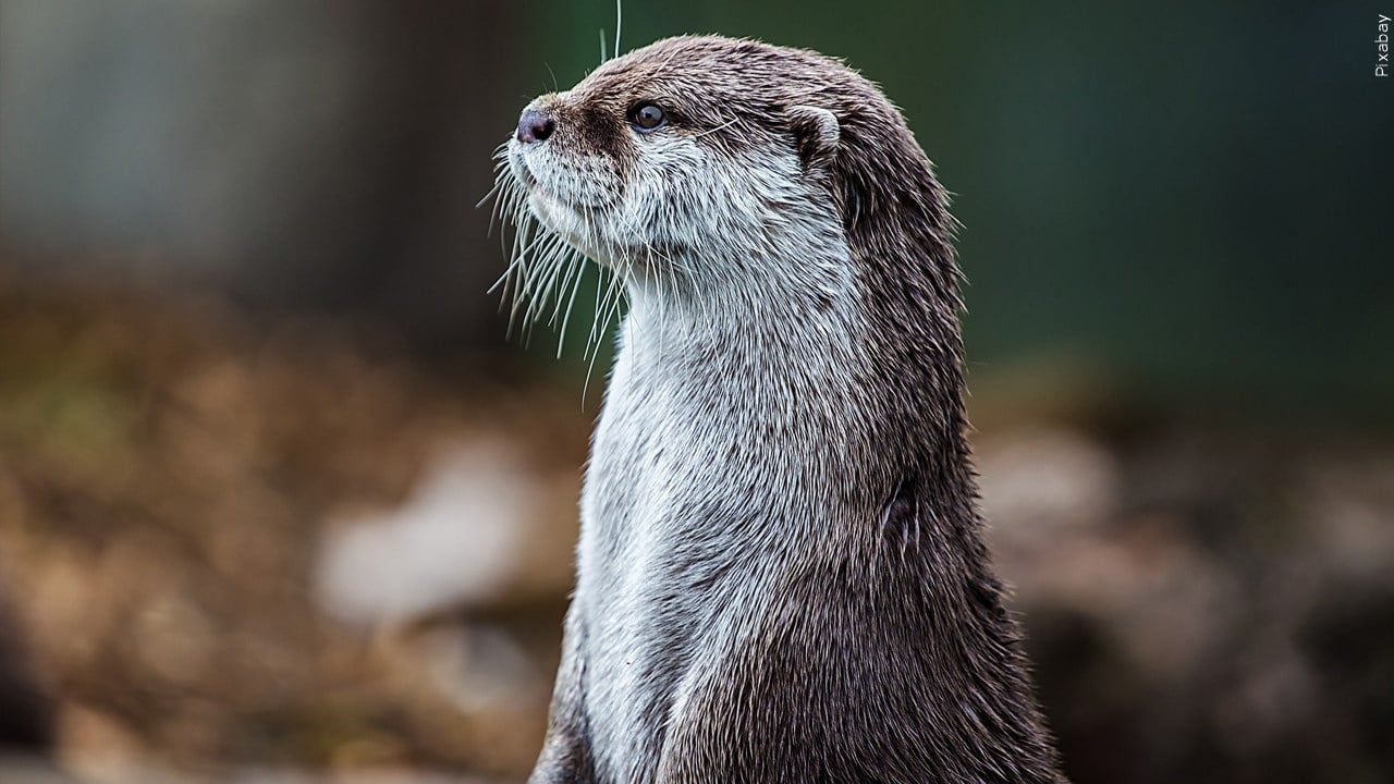 Wild otter attack leads to woman being airlifted to hospital, 2