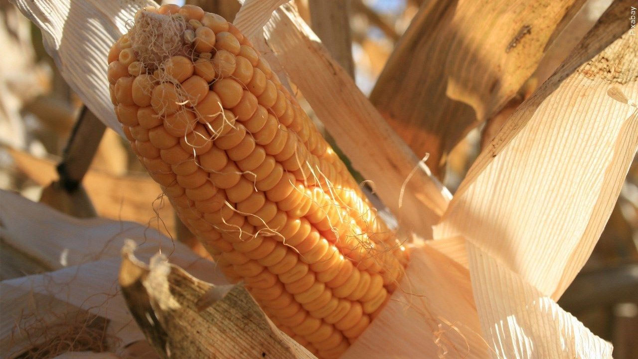 US Escalates Trade Dispute With Mexico Regarding Genetically Modified Corn