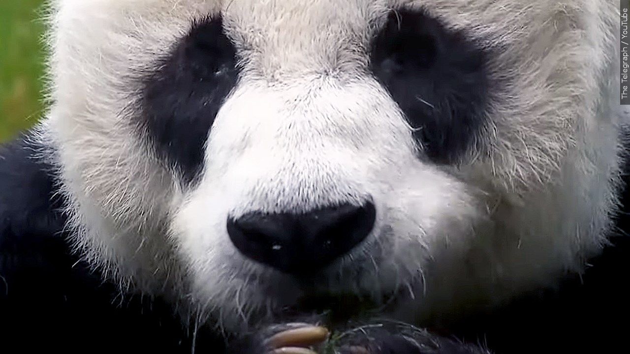Panda.