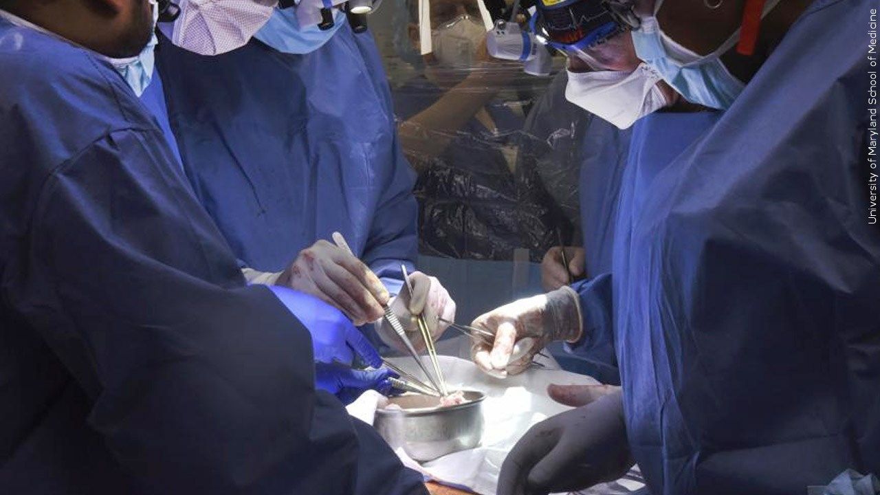 Maryland Man Who Received Pig Heart Transplant Dies, Hospital says News... as it