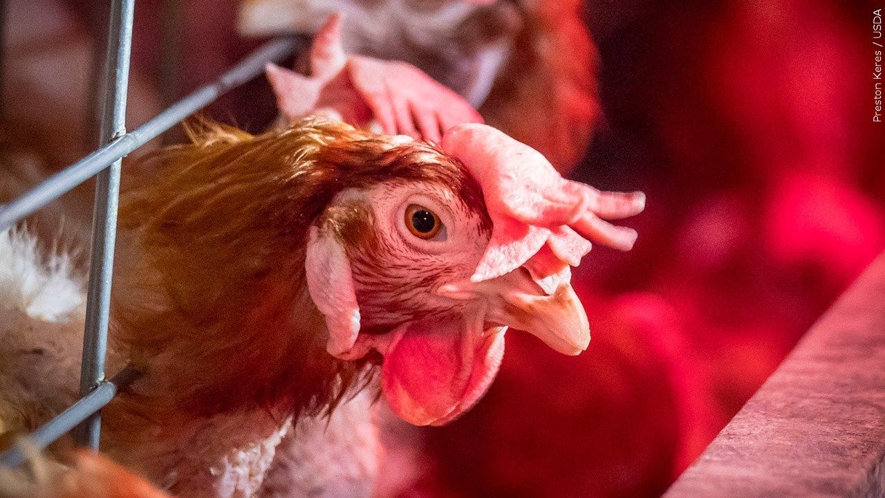 1.35M Chickens Killed at Ohio Egg Farm as Bird Flu Continues to Invade