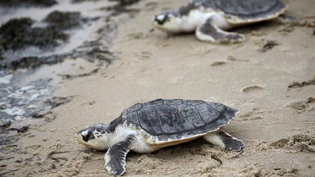 13 cold, stunned sea turtles from New England given holiday names