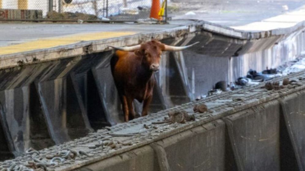 A loose bull on the tracks at a New Jersey train station delayed rail traffic on Thursday.