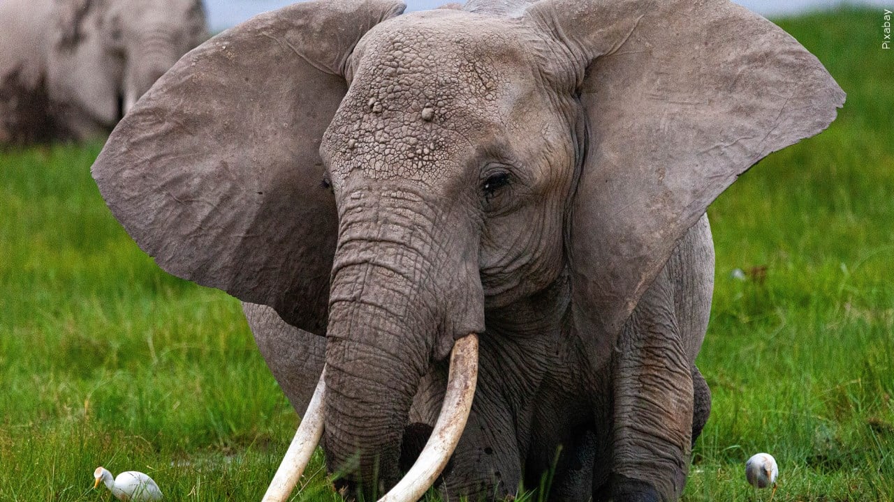 Vehicle Backfiring Startles Circus Elephant Into Montana Street ...