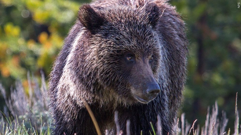 Grizzly bear in Yellowstone National Park, as seen in 2015.