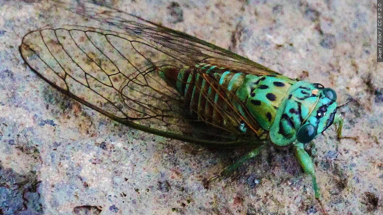 Cicada.