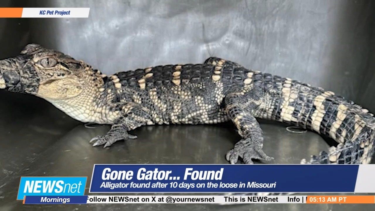 Alligator Found After 10 Days on the Loose in Missouri