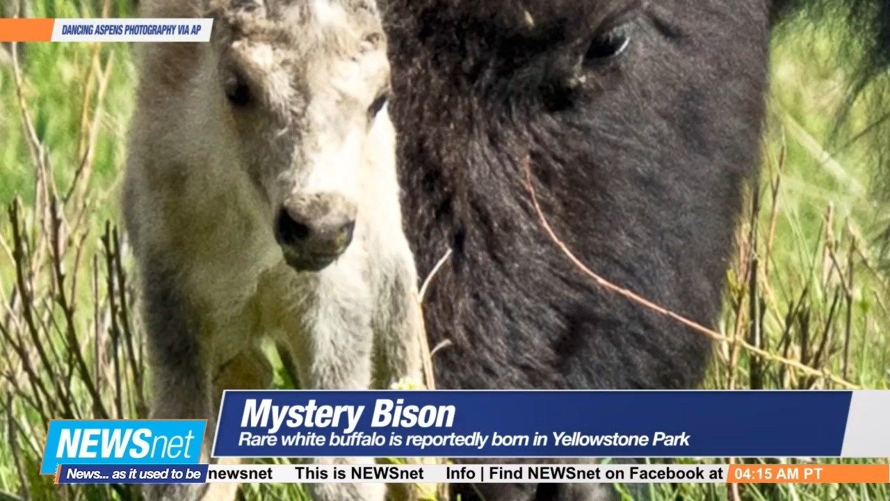 Rare White Buffalo Reportedly Born in Yellowstone Park