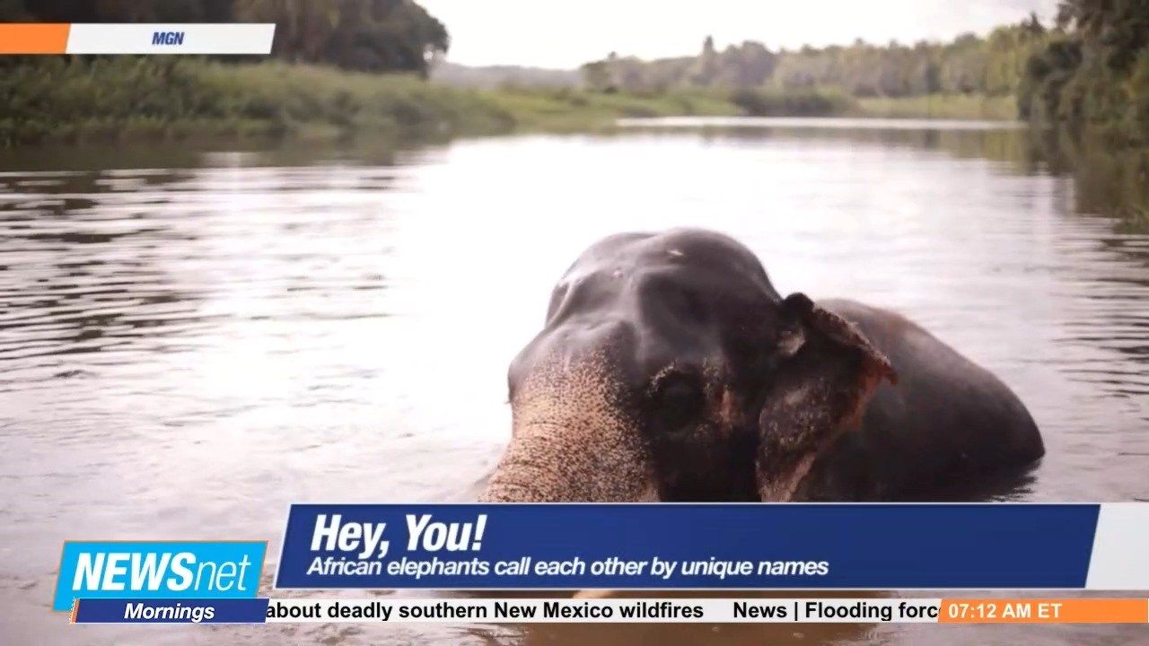 Elephants Call Each Other by by Unique Names, Study Finds