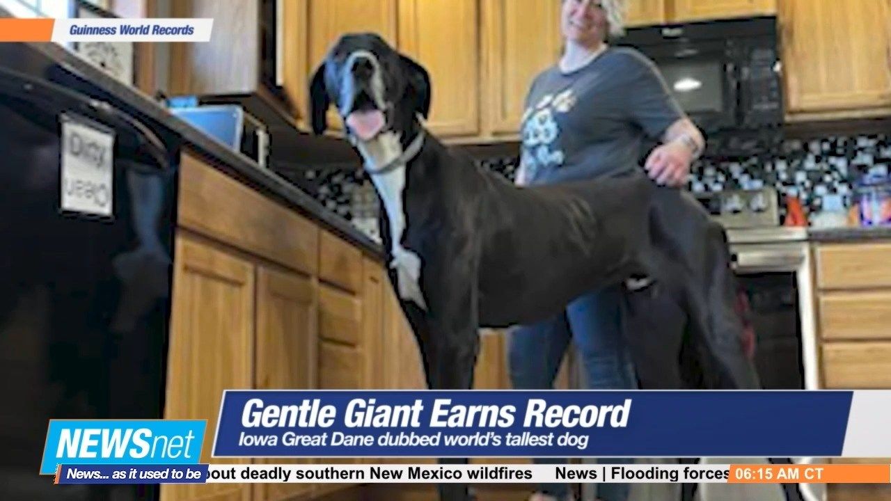 Gentle Giant Earns Record