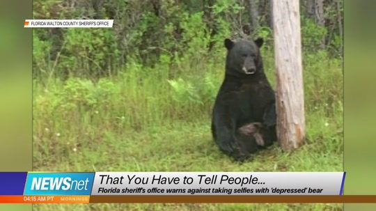 Florida Sheriff's Office Warns Against Taking Selfies with 'Depressed Bear'