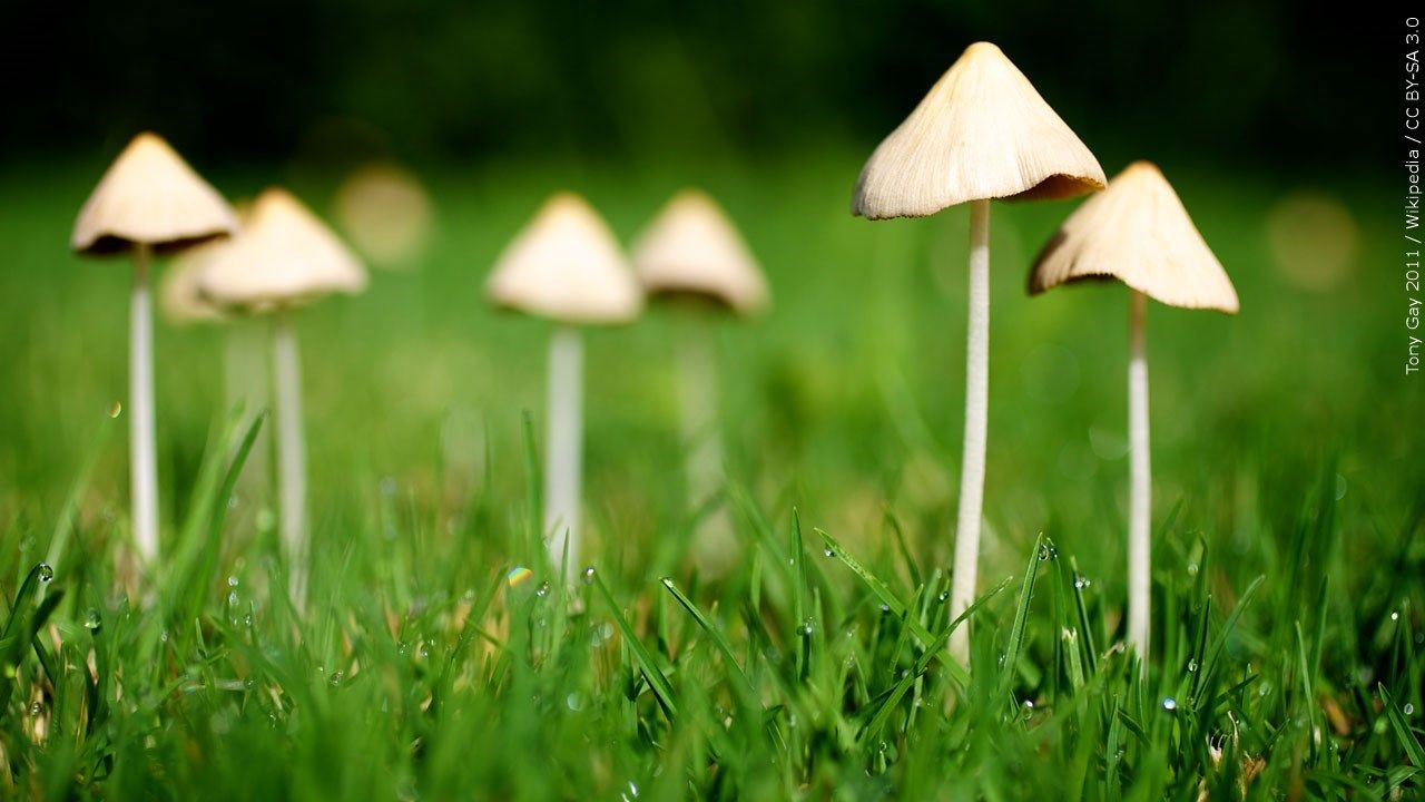 Poison Control Center Calls Spike In Response to Mushroom Curiosity