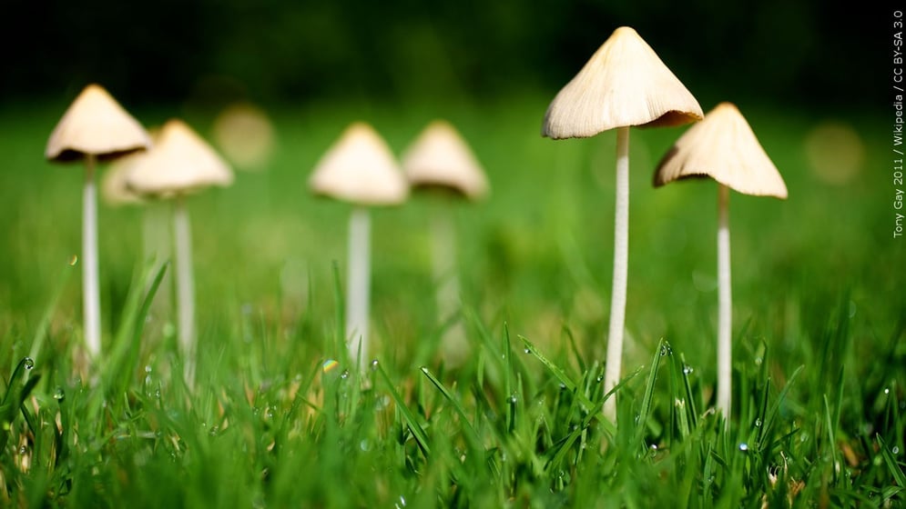 Small mushrooms growing amid grass
