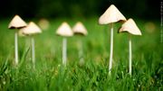 Poison Control Center Calls Spike In Response to Mushroom Curiosity
