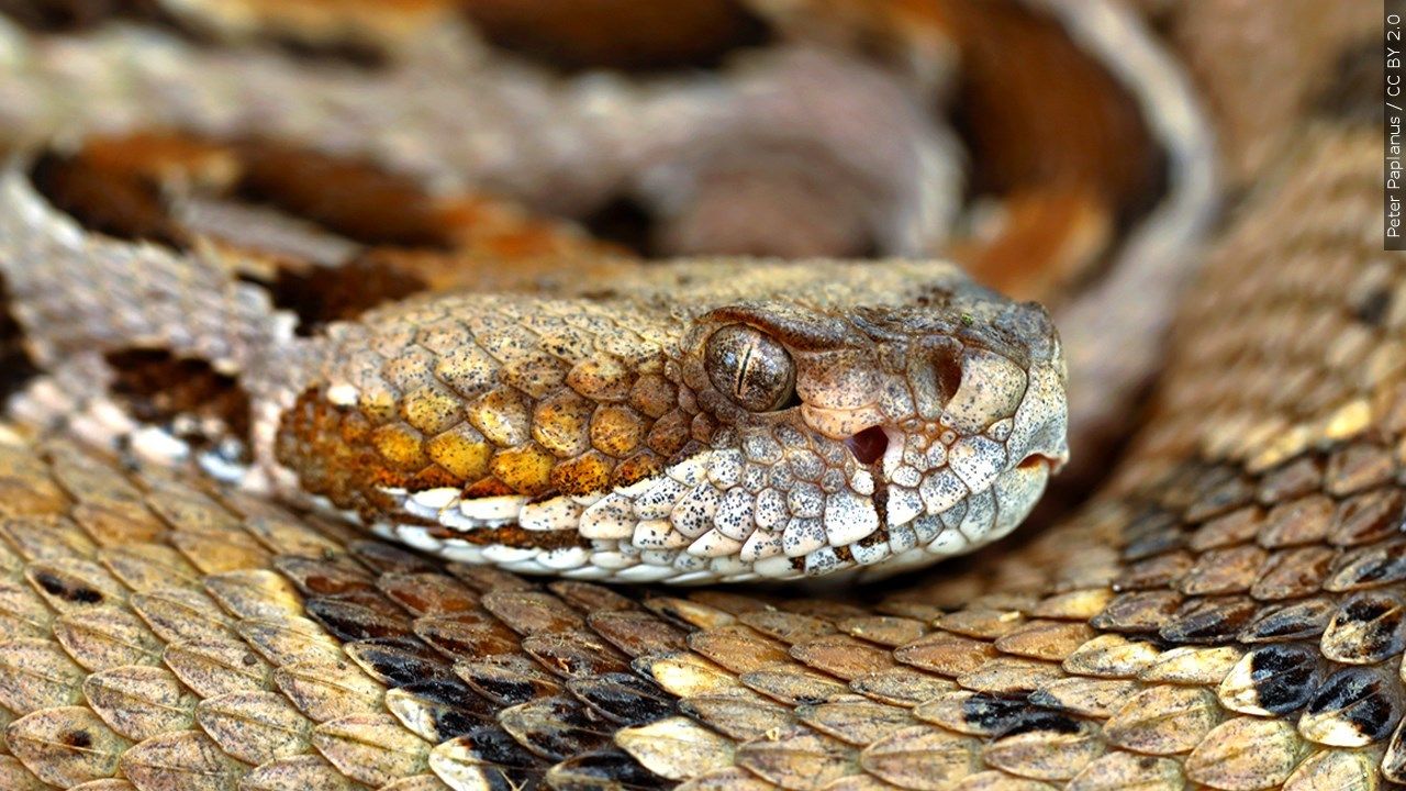 Timber Rattlesnake