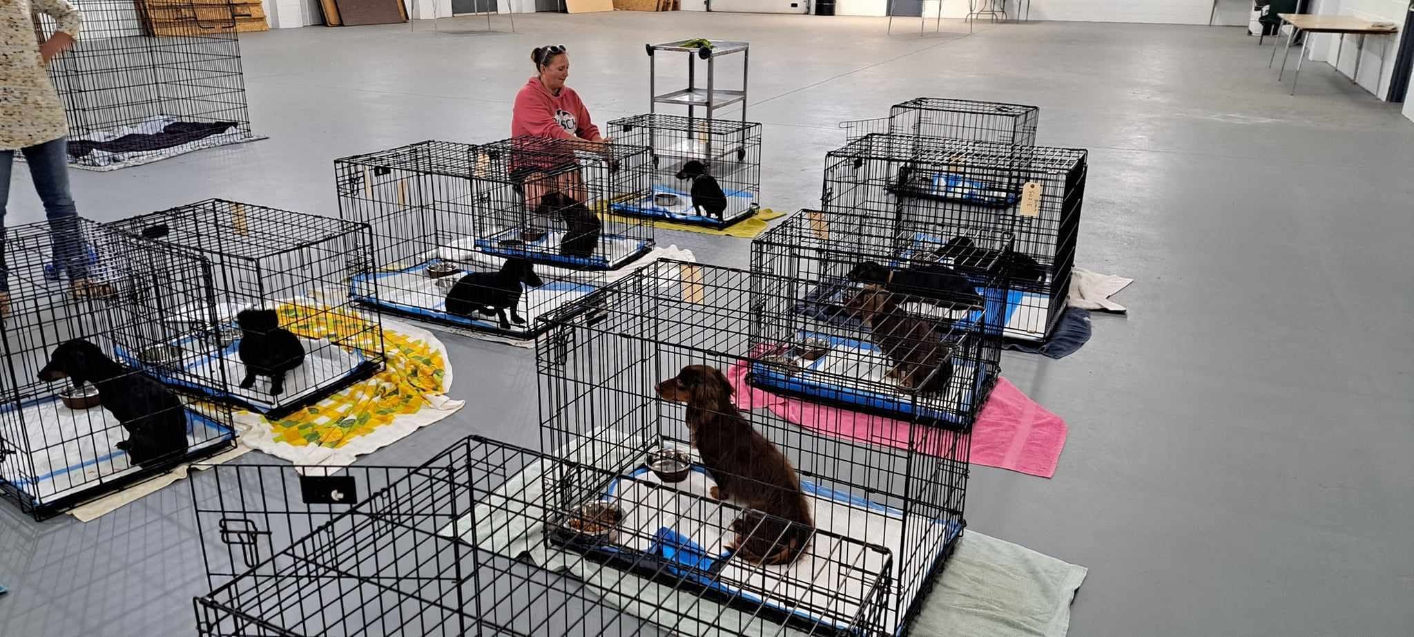 10 Dachshunds Search for Home in Alpena Co.